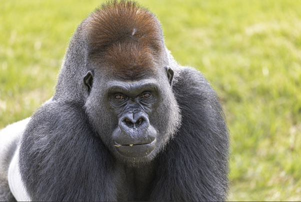 Surely there is a family of gorillas that would love this playful, sensitive face.